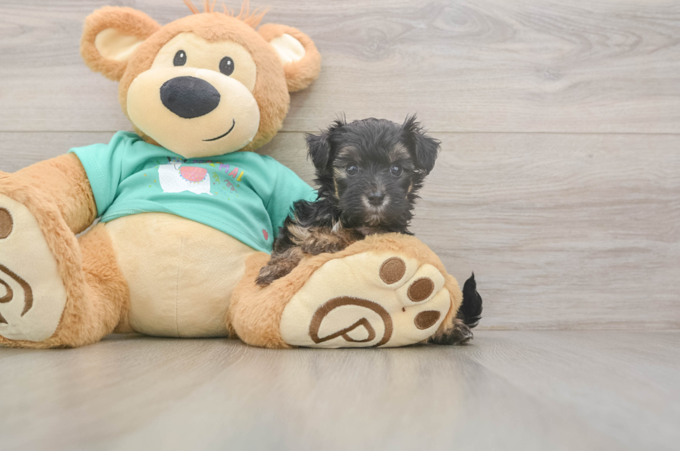 9 week old Yorkie Poo Puppy For Sale - Premier Pups