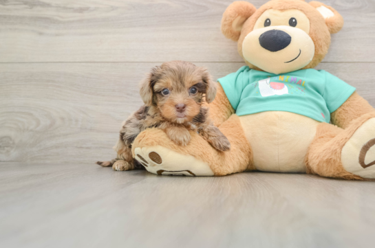 Petite Yorkie Poo Poodle Mix Pup