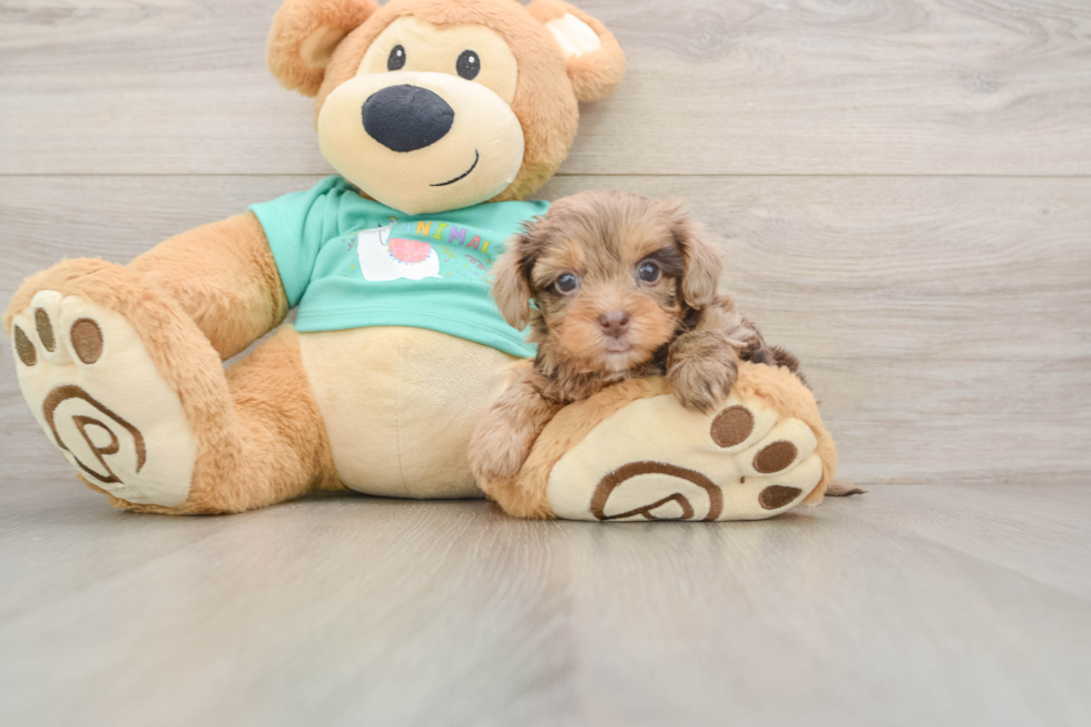Best Yorkie Poo Baby