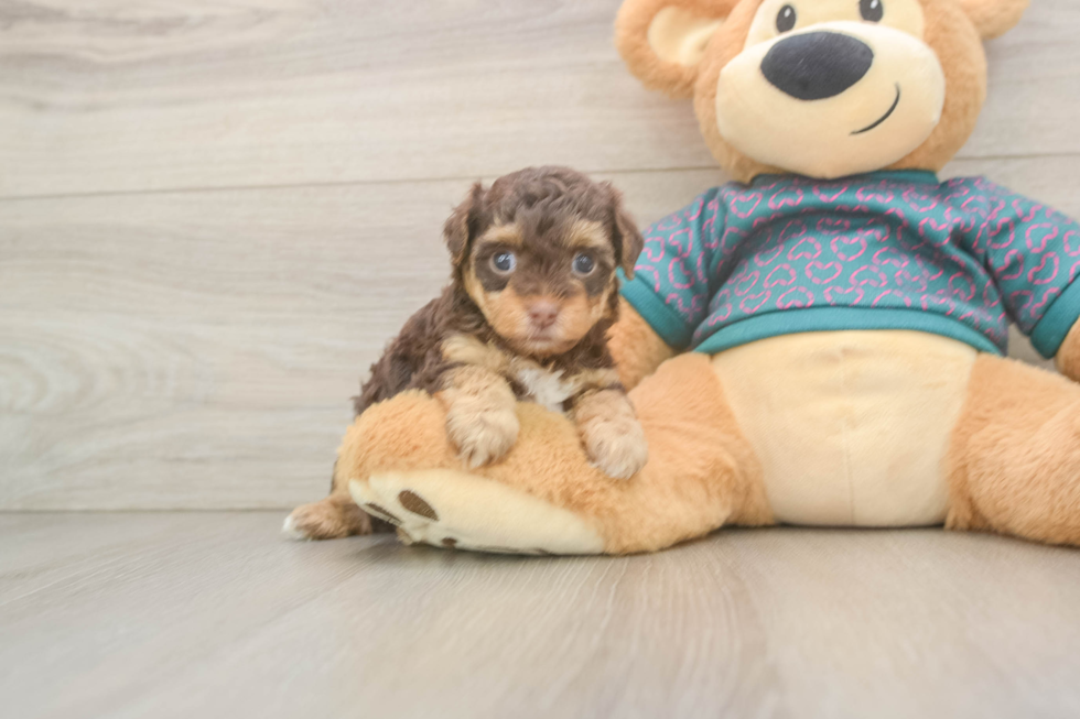 Small Yorkie Poo Baby