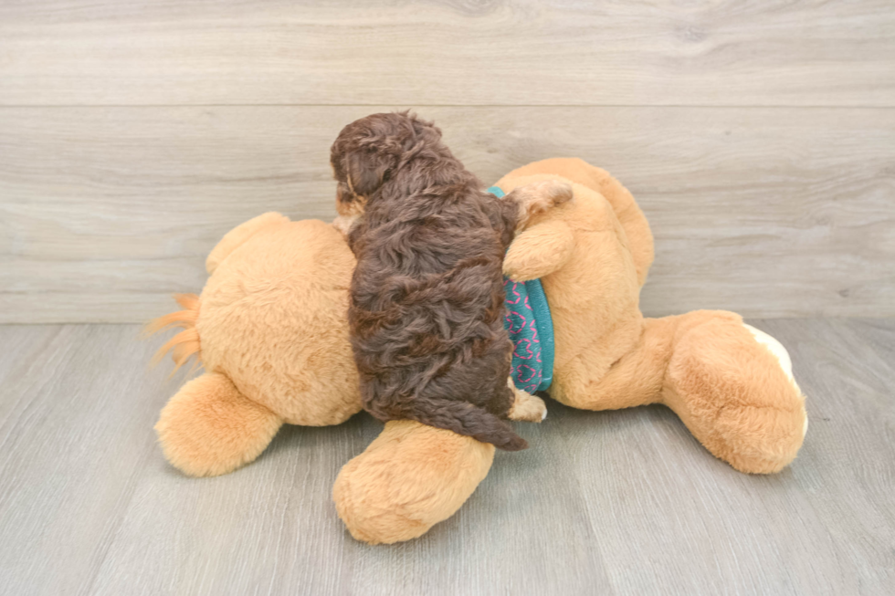 Smart Yorkie Poo Poodle Mix Pup