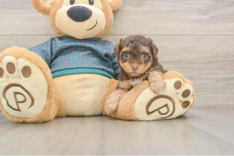 Funny Yorkie Poo Poodle Mix Pup