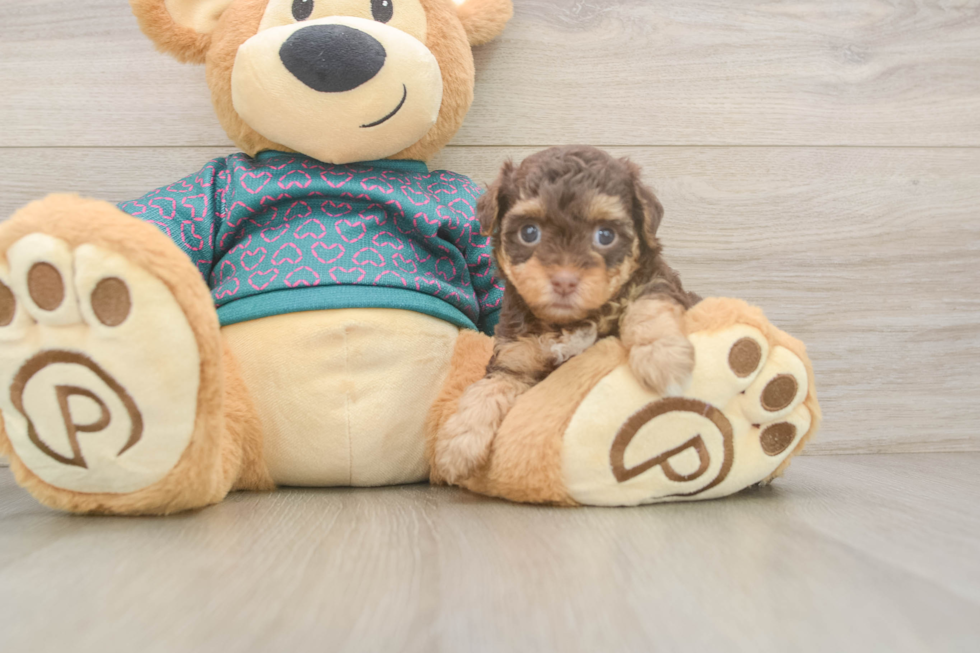 Funny Yorkie Poo Poodle Mix Pup