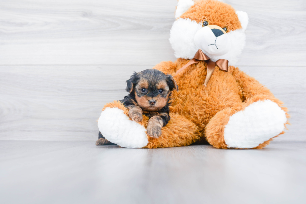 Yorkie Poo Pup Being Cute