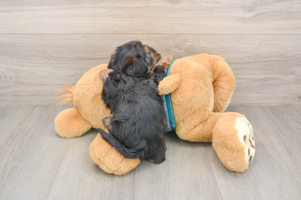 Petite Yorkie Poo Poodle Mix Pup