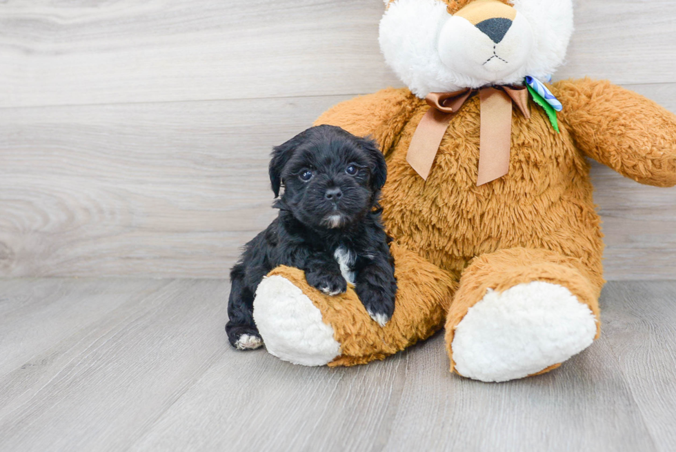 Hypoallergenic Yorkie Doodle Poodle Mix Puppy