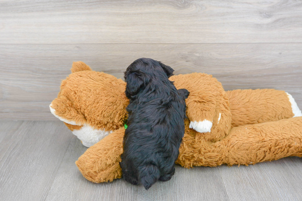 Happy Yorkie Poo Baby
