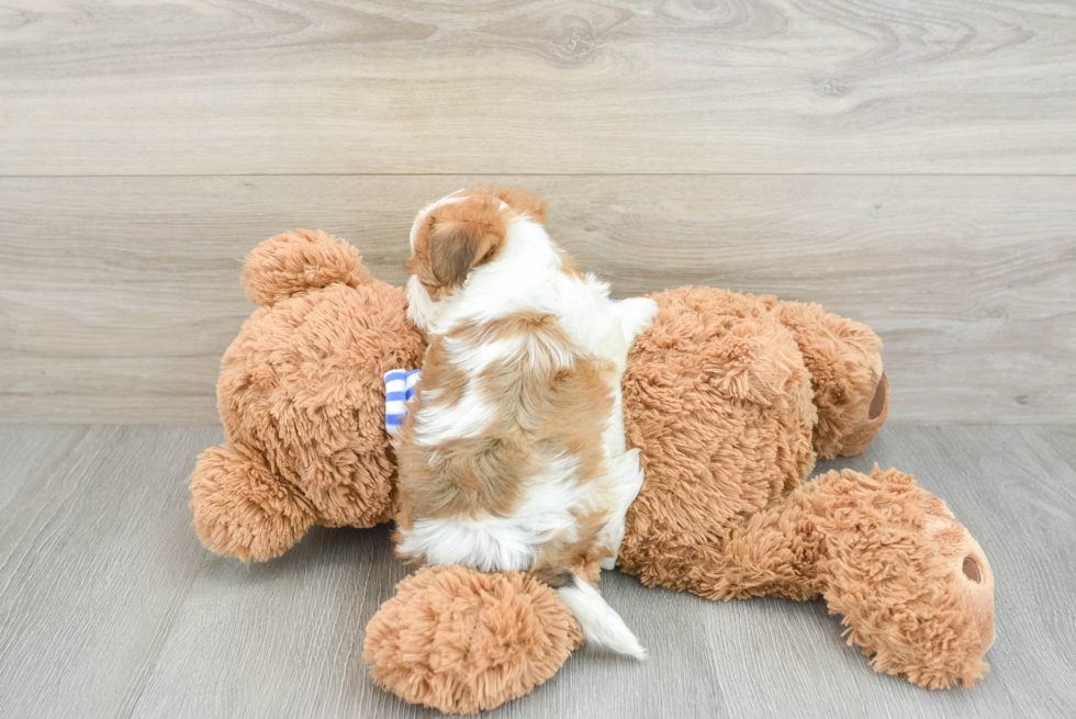 Happy Yorkie Poo Baby