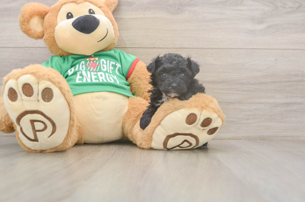 7 week old Yorkie Poo Puppy For Sale - Premier Pups