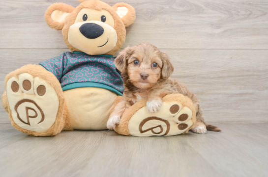 HARMONI, a Yorkie Poo littermate
