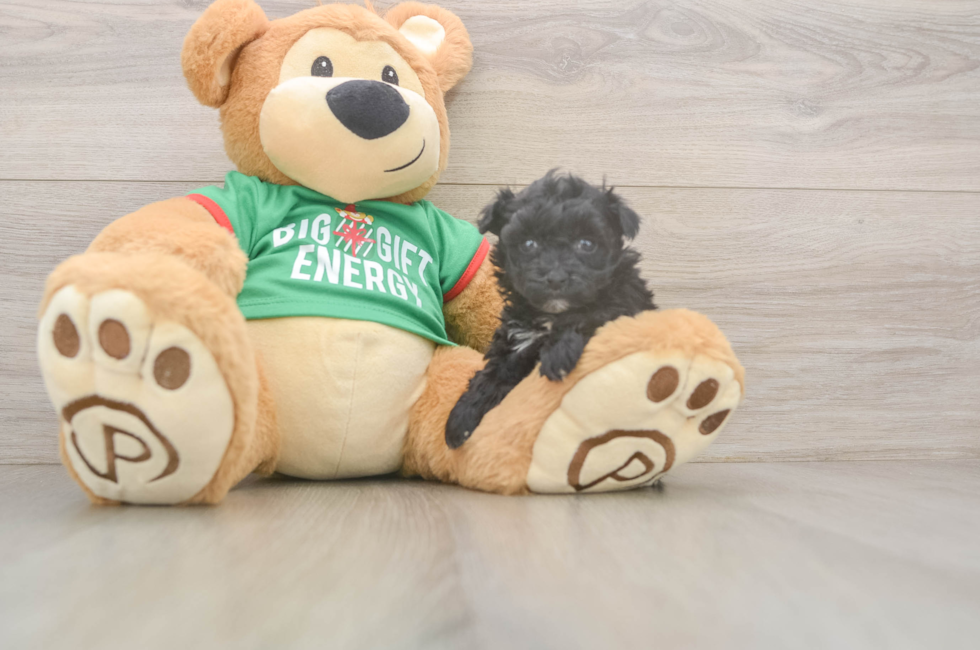 7 week old Yorkie Poo Puppy For Sale - Premier Pups