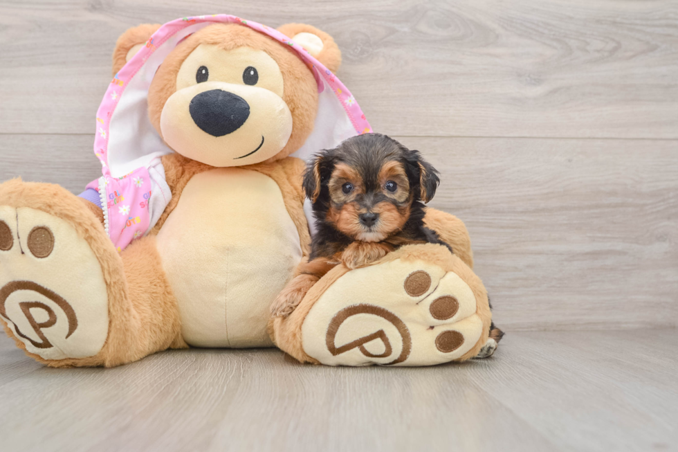 Yorkie Poo Pup Being Cute