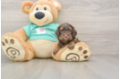 Yorkie Poo Puppy for Adoption