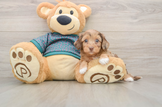 HARPER, a Yorkie Poo littermate