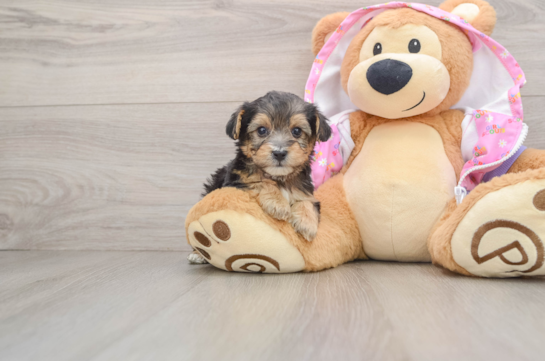 Friendly Yorkie Poo Baby