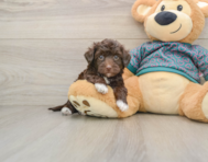 8 week old Yorkie Poo Puppy For Sale - Premier Pups