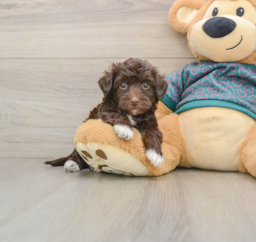 9 week old Yorkie Poo Puppy For Sale - Premier Pups