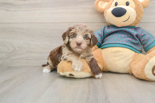HICCUP, a Yorkie Poo littermate
