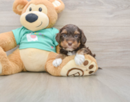 9 week old Yorkie Poo Puppy For Sale - Premier Pups