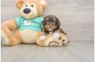 Sweet Yorkie Poo Baby
