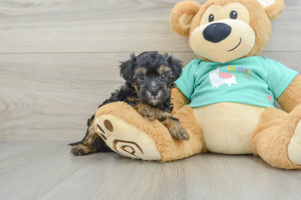 Sweet Yorkie Poo Baby