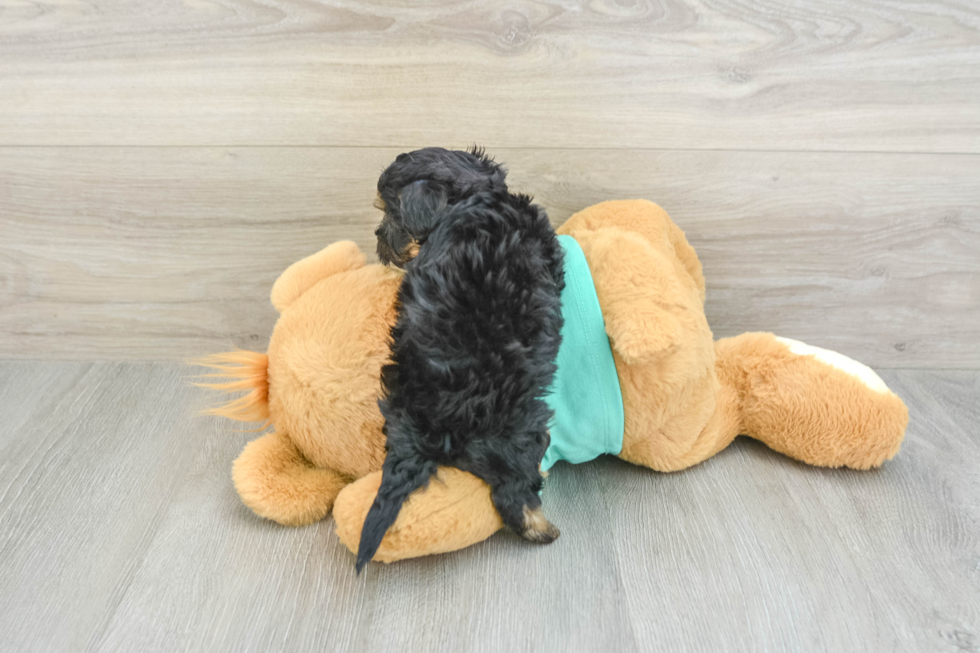 Yorkie Poo Pup Being Cute