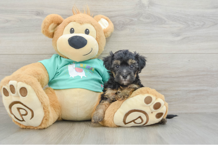 Friendly Yorkie Poo Baby