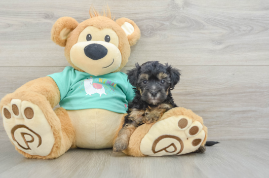 Friendly Yorkie Poo Baby