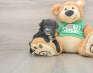 7 week old Yorkie Poo Puppy For Sale - Premier Pups