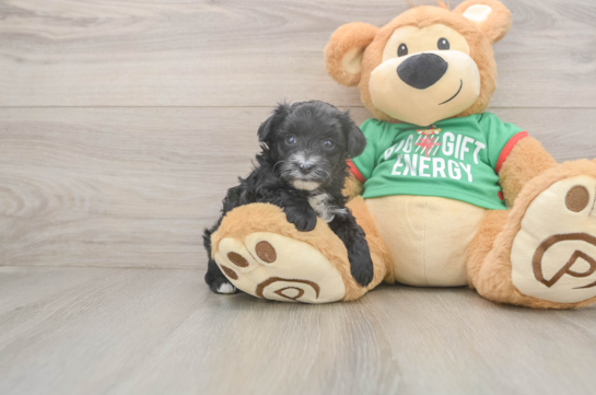 Yorkie Poo Puppy for Adoption