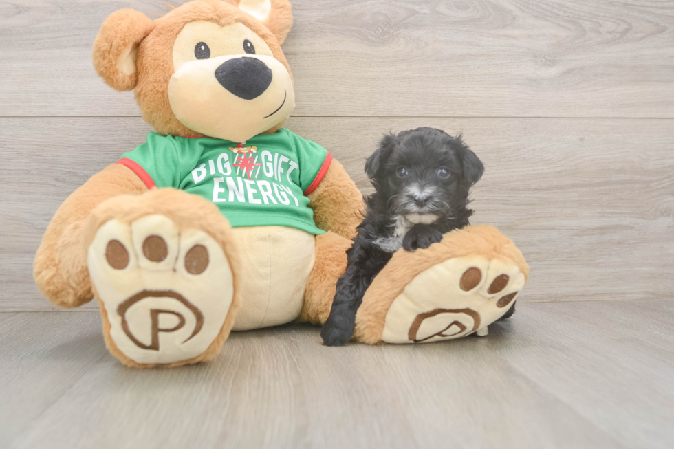 Happy Yorkie Poo Baby