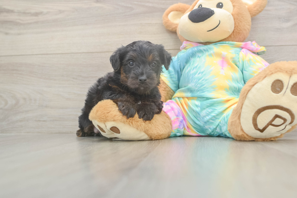 Playful Yo Yo Poo Poodle Mix Puppy