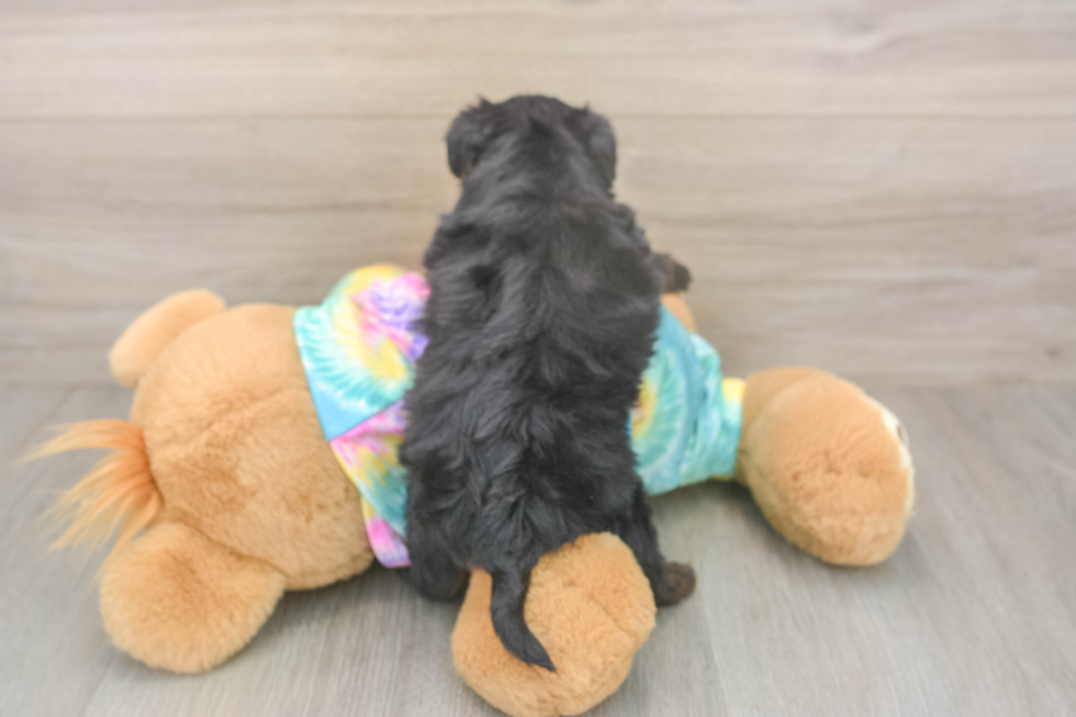 Smart Yorkie Poo Poodle Mix Pup