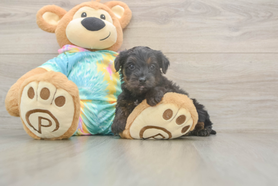 Best Yorkie Poo Baby