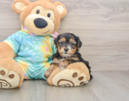 6 week old Yorkie Poo Puppy For Sale - Premier Pups