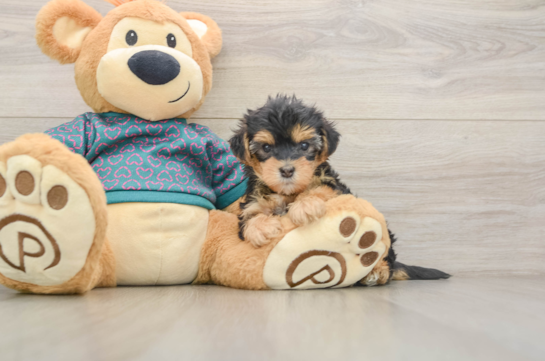 JACKIE O, a Yorkie Poo littermate