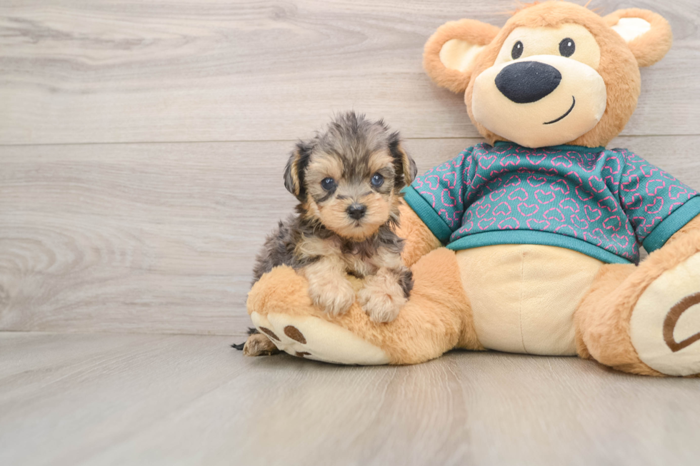 Energetic Yorkipoo Poodle Mix Puppy