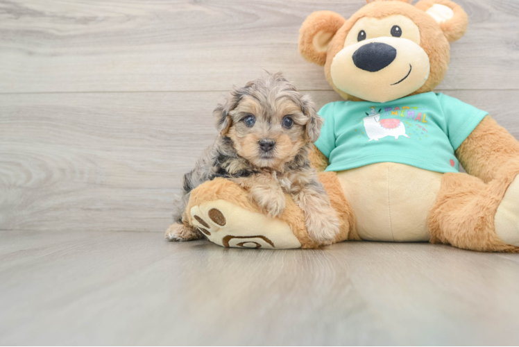 Yorkie Poo Pup Being Cute