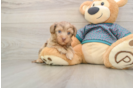 Hypoallergenic Yorkie Doodle Poodle Mix Puppy