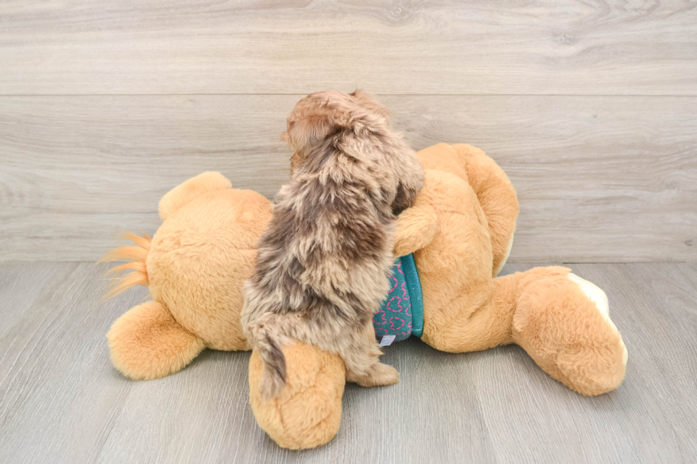 Hypoallergenic Yorkie Doodle Poodle Mix Puppy