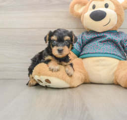 6 week old Yorkie Poo Puppy For Sale - Premier Pups