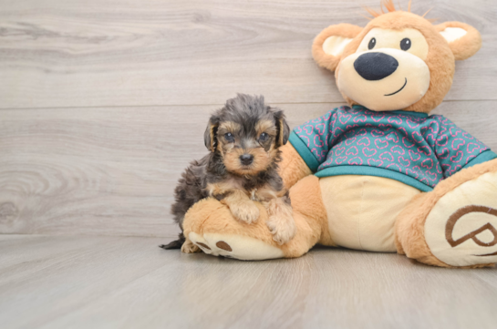 Yorkie Poo Puppy for Adoption