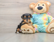5 week old Yorkie Poo Puppy For Sale - Premier Pups
