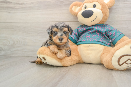 JELLYBEAN, a Yorkie Poo littermate