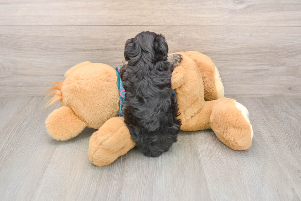 Smart Yorkie Poo Poodle Mix Pup