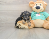 9 week old Yorkie Poo Puppy For Sale - Premier Pups