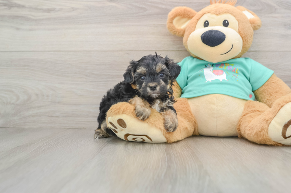 Funny Yorkie Poo Poodle Mix Pup