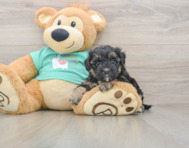 9 week old Yorkie Poo Puppy For Sale - Premier Pups