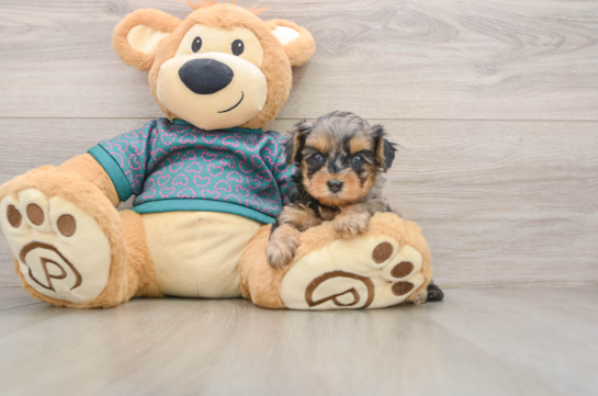 Cute Yorkie Poo Baby