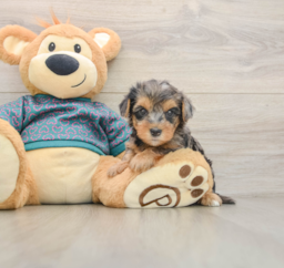 8 week old Yorkie Poo Puppy For Sale - Premier Pups